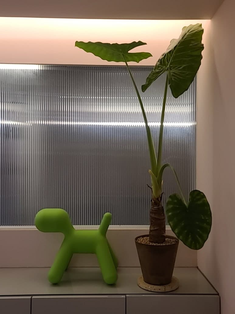 피코초와 나노초 단위로 보는 문신제거 원리