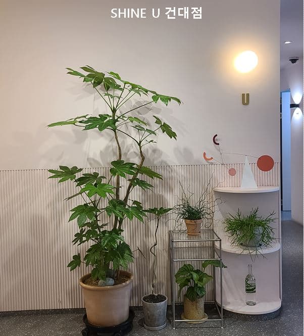 레이저 제모가 모근에 작용하는 원리와 지속 기간